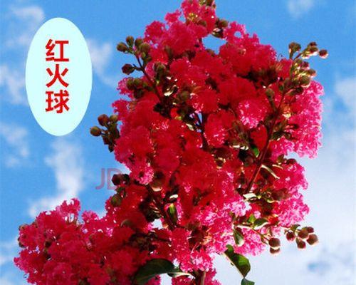 百日红花怎么养（百日红花的种植与管理）