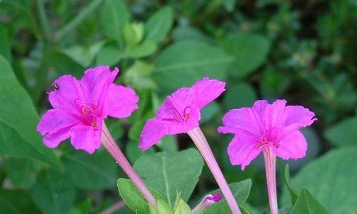 茉莉花的特点是什么（描述茉莉花的特征）