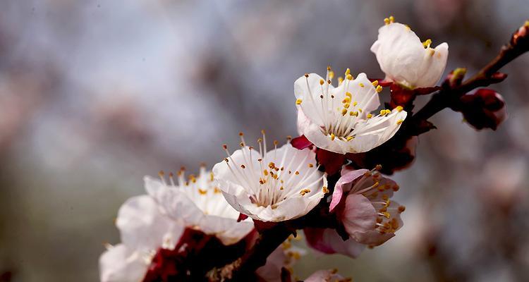 杏花几月开放（有关杏花花期简介）