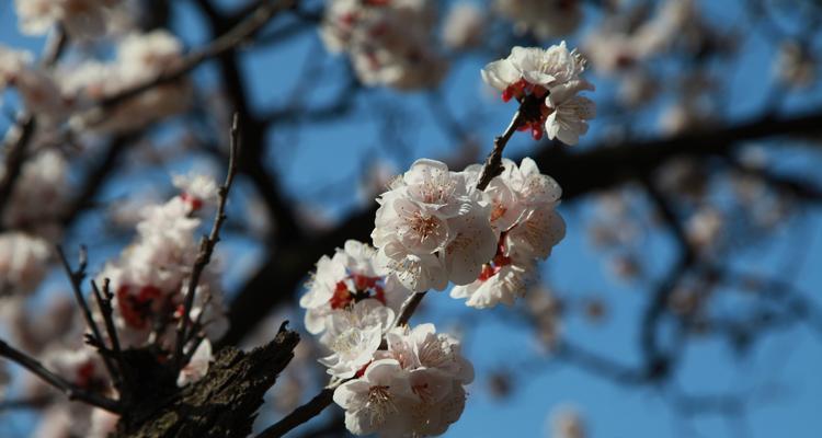 杏花几月开放（有关杏花花期简介）