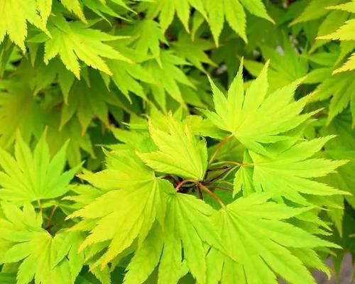 枫树的花期是多久（关于枫树开花季节）