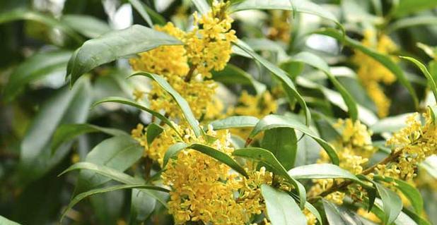 金桂花树怎么修剪（桂花树的修剪方法与时间）