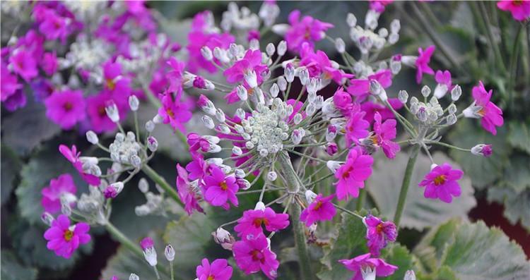 友谊花是什么花（象征友谊的花及花语）