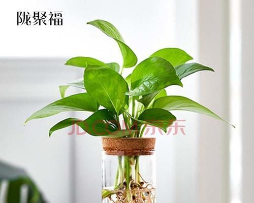 靠水养的植物有哪些（盘点10种水培植物）