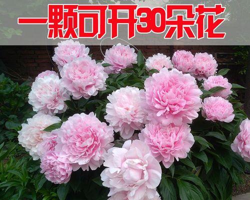 四季开的花有哪些（四季常开的花）