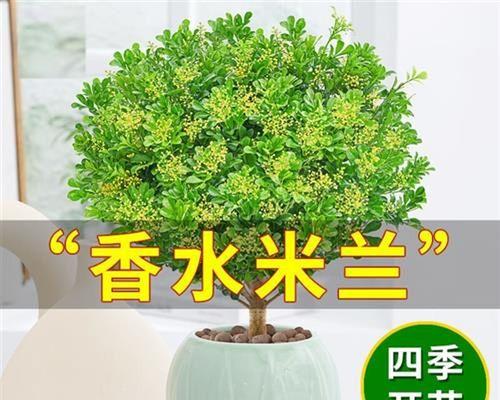 植物养护方法有哪些（详解植物养护知识）