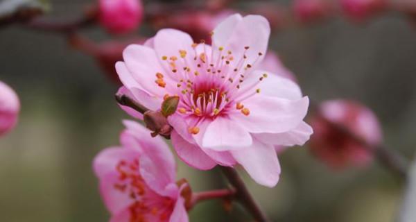 梅花什么时候开花季节（有关梅花的养殖技巧）