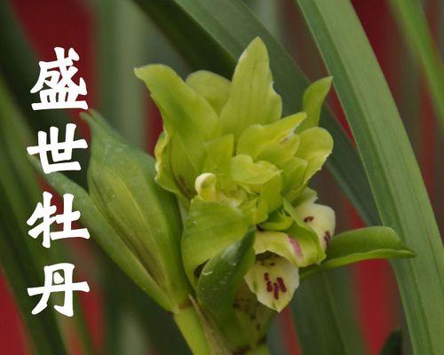 白兰花怎么养才好（白兰花养护的正确方法）