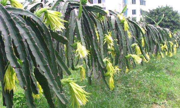 火龙果种植方法有哪些（火龙果种植技术与管理）