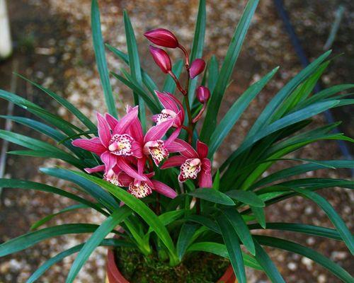 兰花怎么种植（兰花的种植方法和技巧）