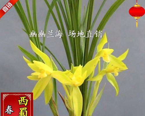 兰花怎么种植（兰花的种植方法和技巧）