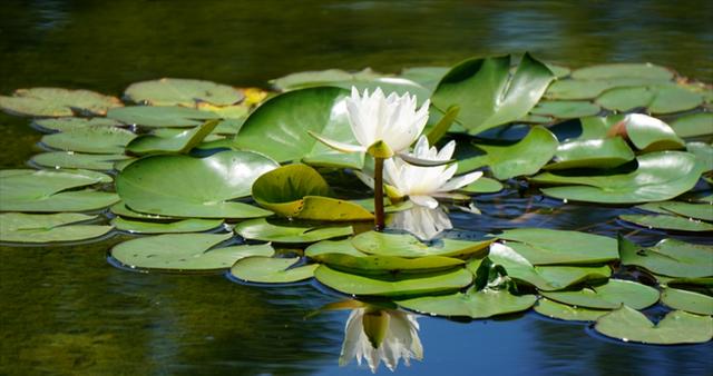 室内水生花卉有哪些（适合室内养的水培植物介绍）