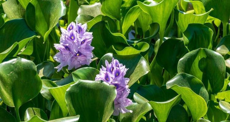 室内水生花卉有哪些（适合室内养的水培植物介绍）