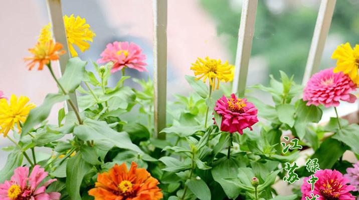 百日菊种子什么时候种（百日菊种子种植时间和方法）