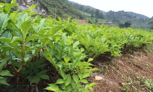 魔芋种子怎么种植（魔芋种植方法和步骤）