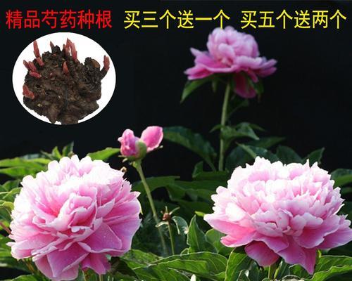 芍药花种子怎么种植（芍药种植方法和时间）