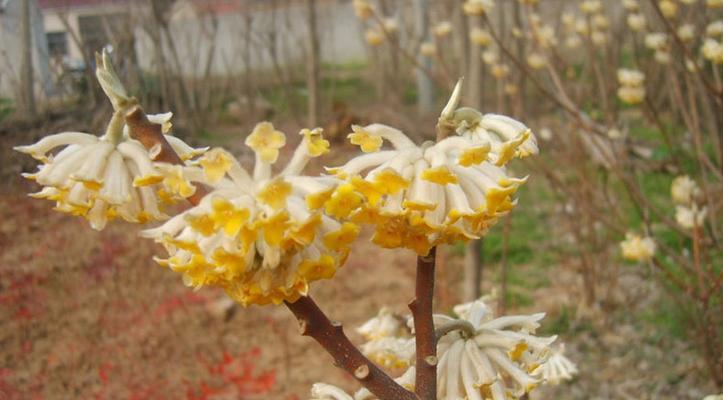 结香花的种植方法是什么（养护结香花的注意事项）