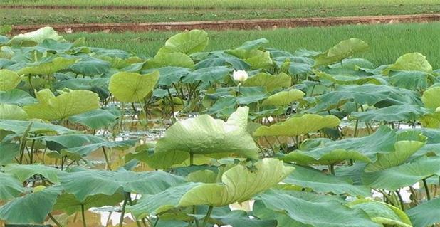 莲藕种植需要什么条件（莲藕的种植与管理）