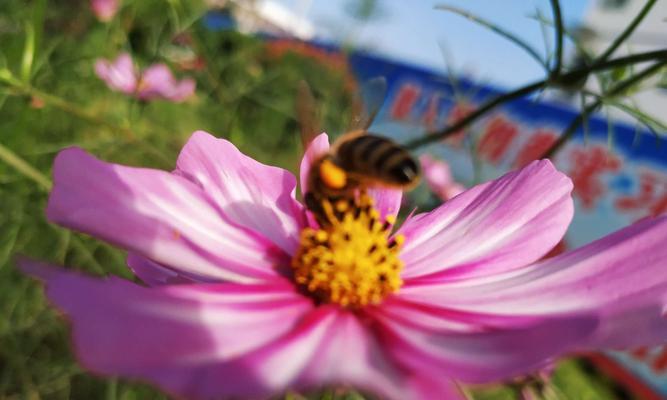 遗憾的花语（以遗憾之花为纽带，述说心灵深处的无奈和懊悔）