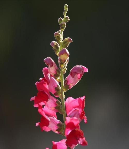 花语探秘（以花为语，解读英雄的力量与勇气）