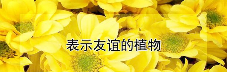 忧伤的花（以花朵的语言述说内心的忧伤）