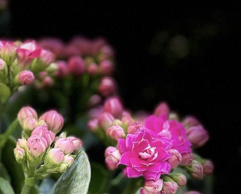 长寿之花（盛放长寿的花朵，寄托永恒的祝福）