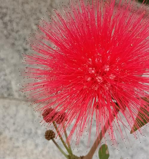 花开祝福，心意深长（以花语传递祝福，让美丽与祝福共存）