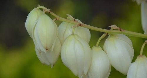 以波路开花（以波路开花的开花寓意与花语）