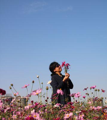 以波斯菊的花语和寓意象征意义（揭示花卉中的深意——以波斯菊为例）