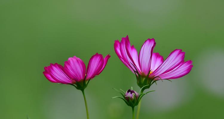 以波斯菊的花语和寓意象征意义（揭示花卉中的深意——以波斯菊为例）