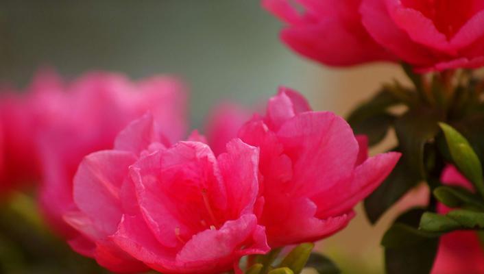 缤纷杜鹃花语（以花朵色彩为窗，探索杜鹃花语的奥秘）