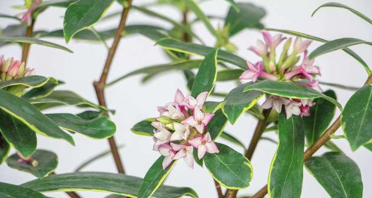 七彩瑞香花的花语世界（用颜色瑞香花诉说情感，七彩缤纷的花语世界）