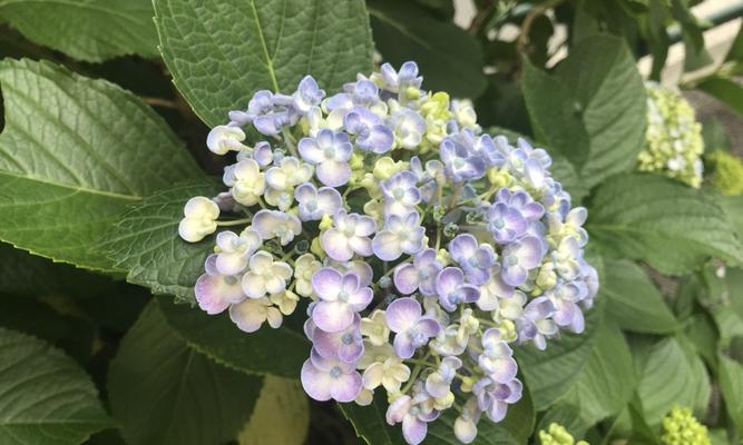 花的花语之美（探秘花的不同花语，解读花色与情感的奥秘）