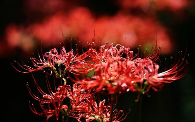 探索彼岸花花语的多彩世界（不同颜色彼岸花所传达的情感与寓意）