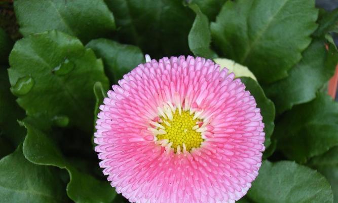 不同颜色雏菊的花语（揭秘不同颜色雏菊的意义与传达）