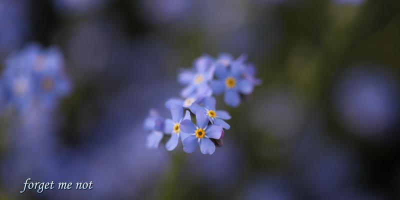 勿忘我花语的多彩世界（探寻不同颜色勿忘我花语的意义与传承）