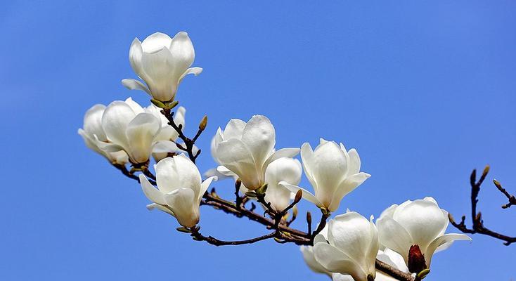 侧柏花语（寓意深远的侧柏花开代表的花语）