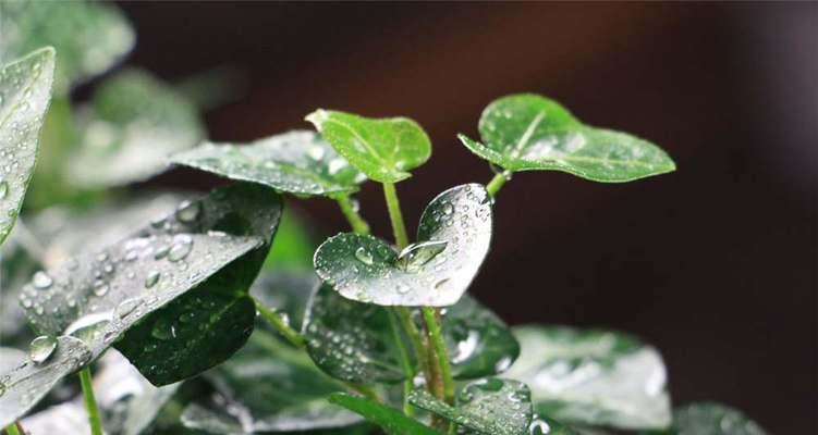 常春藤花语的深意（探寻常春藤花语的起源和意义）