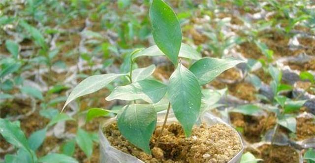 沉香树风水之奇妙寓意与作用（探索沉香树在风水领域中的独特魅力）