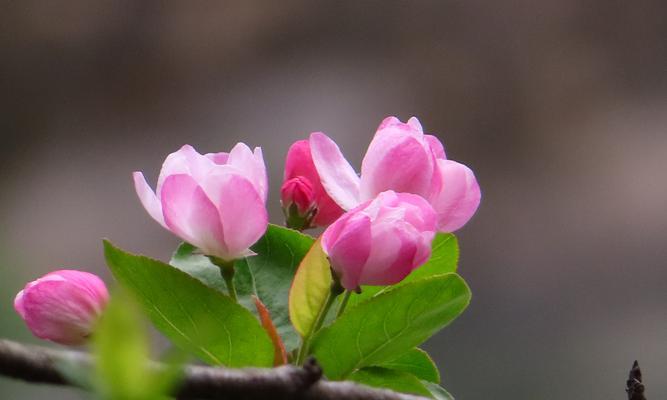 春海棠花的寓意与象征风水（赏花解读及布置风水的要点）