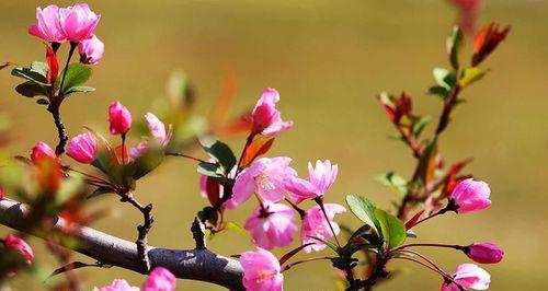 春海棠花的寓意与象征风水（赏花解读及布置风水的要点）