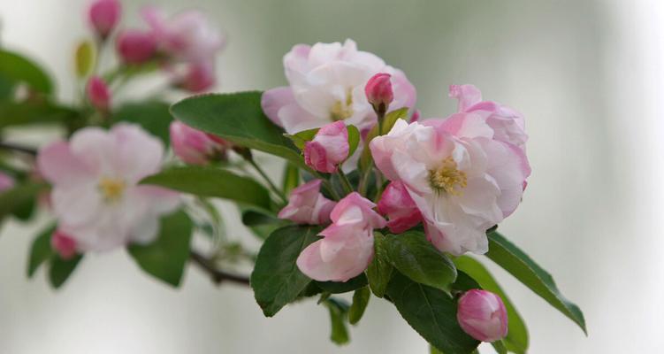 春海棠花的寓意与象征风水（赏花解读及布置风水的要点）