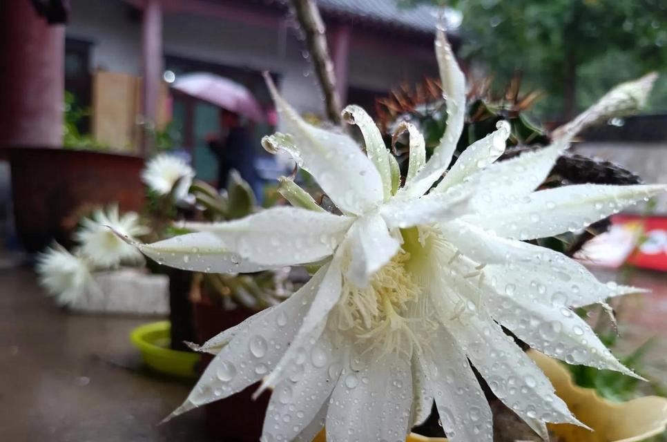 以刺球开花的寓意——希望与奇迹（探寻刺球开花的象征意义，寓意与现实世界相映成趣）