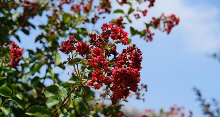 大理的市花是什么花？其象征意义是什么？（揭秘大理市花的身份和象征）