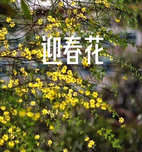 春天的花草盛景（探秘春天独特的植物世界）