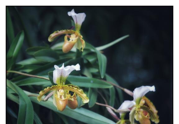 纯洁友谊的花——百合（美丽与纯真的结合，传递友谊的芬芳）