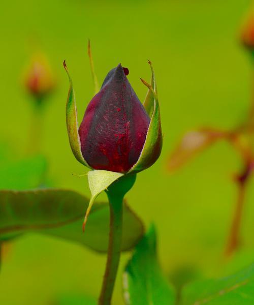 独立自强的花（探索自立自强与坚毅不屈的美丽之花）