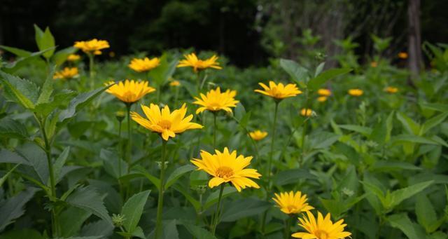 花开坚韧芬芳永留（以代表坚强傲骨的花为主题的探索与赏析）