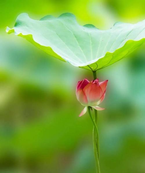 花的美丽与向往（花开的世界，美好的幸福）