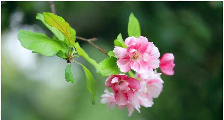 秋天的花卉盛宴（秋叶与丰收之舞）